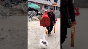 домашний гусь-помощник в хозяйстве