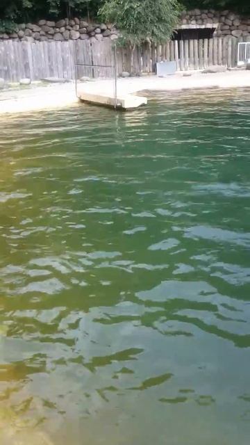 ZOO ROSTOCK _ Морские котики радуются ))!!01! смотреть онлайн