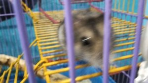 наши хомяки