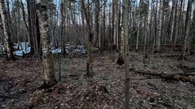 Собираю сок берёзовый, полезный и вкусный напиток! смотреть онлайн