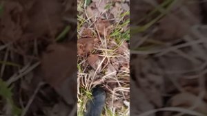 иду с дачи домой #2