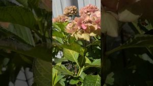 Часть 2. Обрезка крупнолистной гортензии. Омоложение к