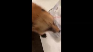 Алиса - Лиса / Прикольные Моменты с Алисой ч. 218 / Alice the Fox