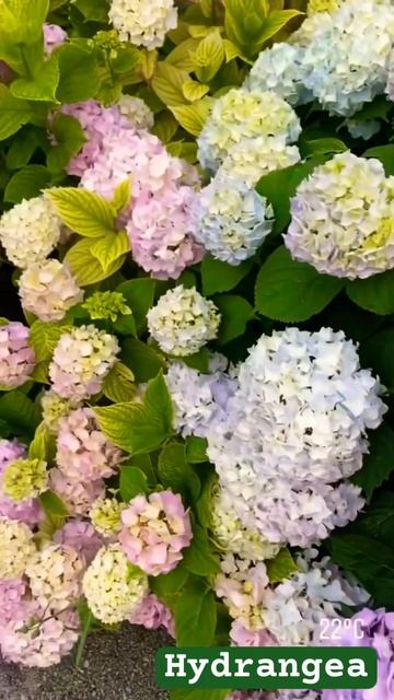 #hydrangea#macrophylla##гортензия#garden#гортензія #shorts#アジサイ #flowers# смотреть онлайн