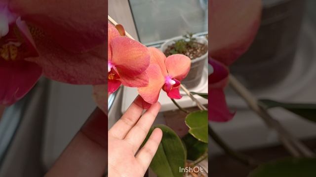 вы посмотрите на эту красоту 😍🥰😍🥰!доброе утро друзья!!новые роспуски орхидей