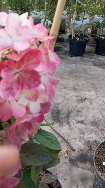 Краснеет Даймонд Руж Diamond Rouge #сад #Даймонд Руж #метельч смотреть онлайн