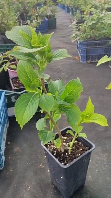 Гортензия крупнолистовая Royal Red lilas. смотреть онлайн