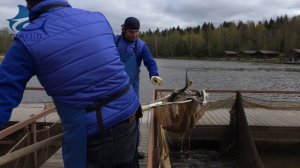 Запуск осетра