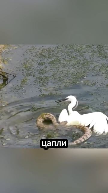 Птица, Едающая Змей Как Спагетти #животные смотреть онлайн