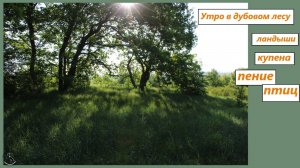 Майское утро в дубовом лесу. Птицы поют, ландыши и купена цветут. РО, с-з. 09.05.25