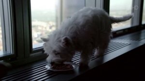 Реклама Корм Cesar | Цезарь - История дружбы