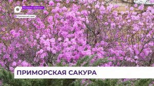 Приморье тонет в лиловом цвете – рододендрон принёс настоящую весну
