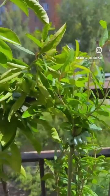 Мой мандарин 🍊 и гранат из семечек #красота #расиения смотреть онлайн