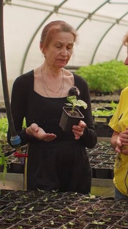 Когда высаживать рассаду огурца? 🥒