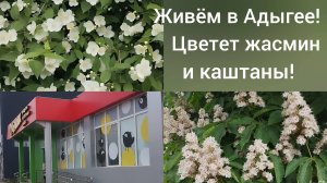 Переехали в Адыгею/В станице цветут каштаны/В Чижик за покупками/Работа в саду/