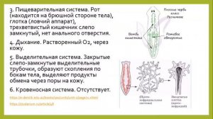 Общая характеристика червей. Тип плоские черви.
