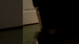 газель игрушка как настоящая