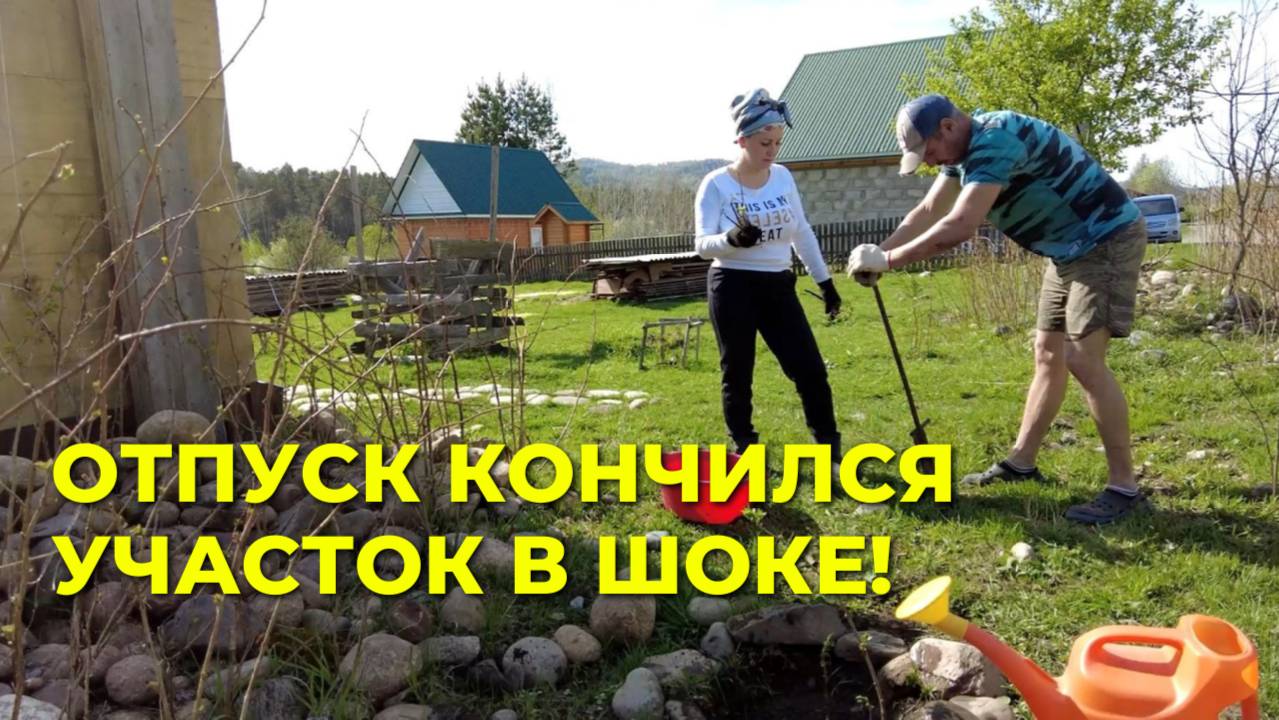 Привезли саженцы из отпуска – срочно сажаем🌿Эксперимент: приживутся или нет? + Уборка  участка