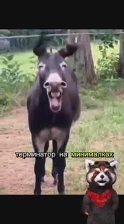 Про ишака 🤣