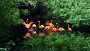 😮 ШОКИРУЮЩИЕ ФАКТЫ о СУРИНАМЕ: почему эта страна — ЗА