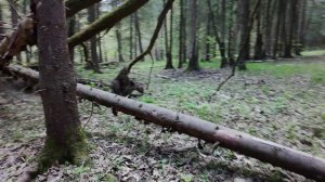 Кружимся во круг деревьев #FPV