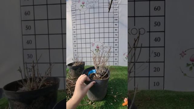 обрізка карликової волотистої гортензії Граундбрейк? смотреть онлайн