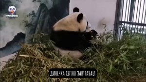 Динечка сытно завтракает! 🎋🍃
А после завтрака пойдёт гулять и наслаждаться солнышком! ☀️