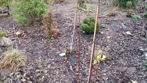 Первый этап формирования гортензии на штамб.