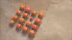 крабы и чайка