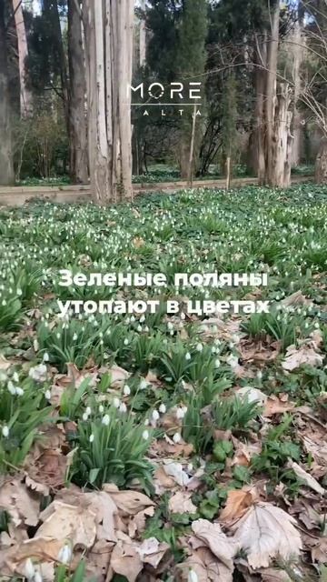 А в Крыму всё гармонично - зацвели поляны подснежников