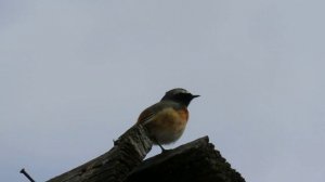 Песнь горихвостки