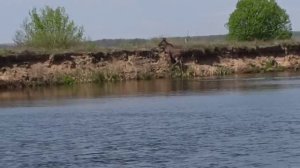 Лось на рыбалке.