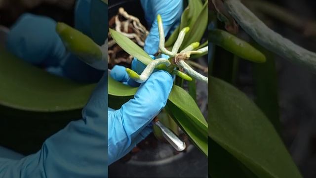 💚 Отделение детки орхидеи смотреть онлайн