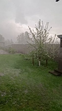 Вчера посадили картошку, а сегодня...