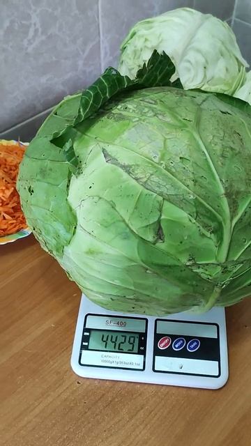 Капуста 🥬 выращенная мною #кокшетау #капуста #капуста смотреть онлайн