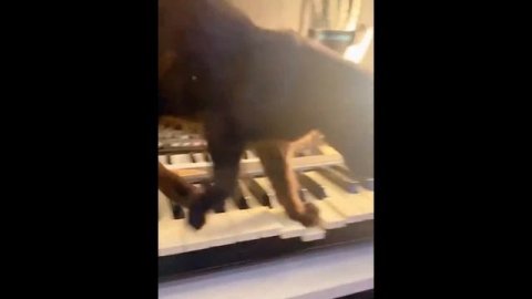 #Коты #Приколы #Юмор #Животные #Топ #Домашниеживотные #Музыка #Смех