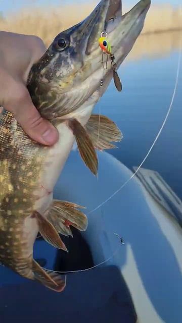 Начало есть) #щука #рыбалка #река смотреть онлайн