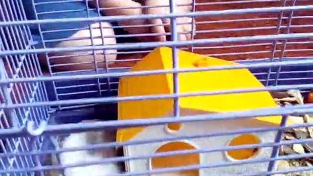 Паркур хомяка смотреть онлайн