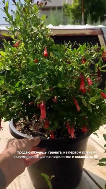 гранат гранатнана карликовыйгранат экзотичкскиера