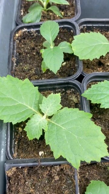 Дуболистная гортензия,выращенная из семян! смотреть онлайн