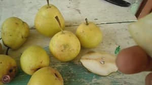 груша Бере Золотое