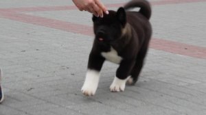 Алиенс Бьюти Кайтос