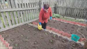 ДЕЛА САДОВЫЕ. ЗАНИМАЕМСЯ КЛУБНИКОЙ. НАШИ ПОКУПКИ