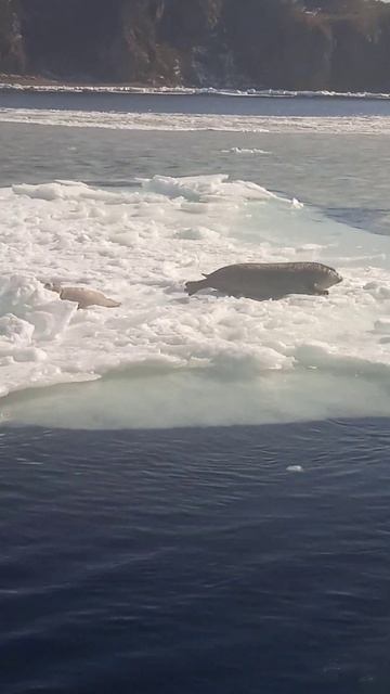 Мать - есть мать! #природа#море#животные#семья#любовь#з? смотреть онлайн