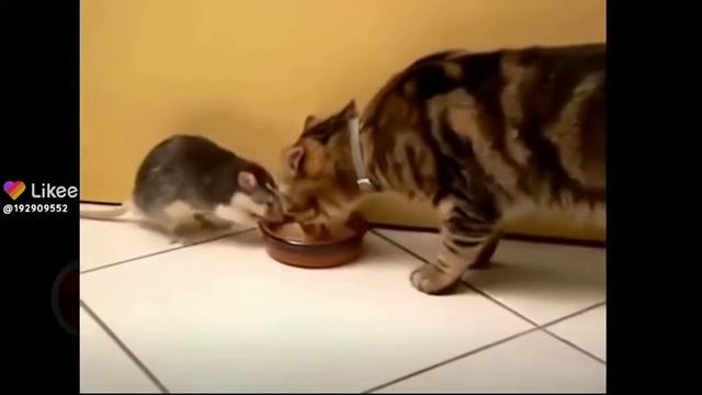 прикол кот и мышка