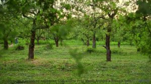 Эта музыка заставит ваше сердце биться чаще - попробуйте не плакать! - asianna -- Jean Toba -- a lan