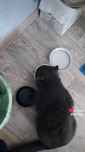 Как хорошо, что ты есть🐈⬛🐕🦺 #немецкаяовчарка #р? смотреть онлайн