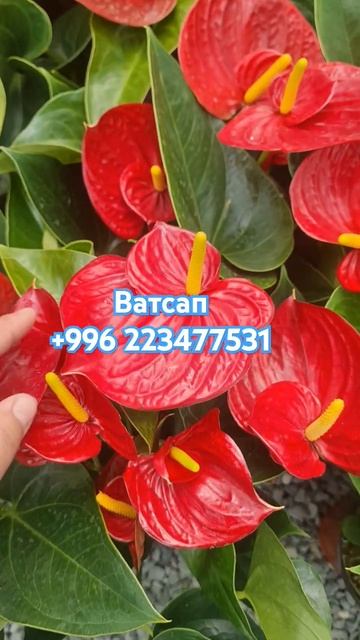 ватсап +996 223477531 #цветыдлядома #flowers #gardening #антуриум #beauti смотреть онлайн