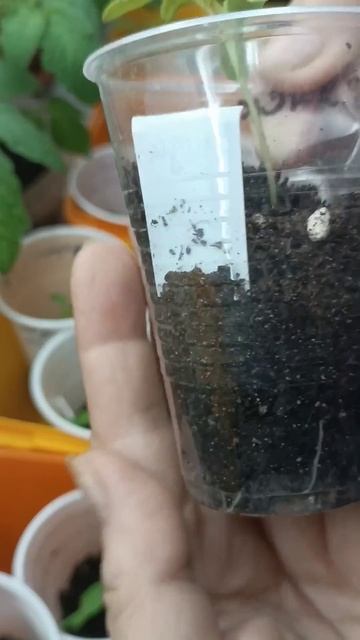 Посеянные томаты пошли в рост, что делать дальше.#тома? смотреть онлайн