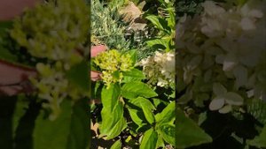 гортензия Гарден лайт Уайт лайт. Барнаул Сибирь